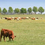 Reetdachhaus Moin-moin Kutzow